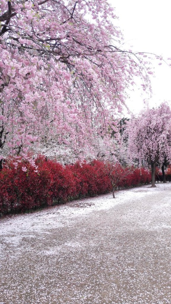Tidak Hanya Saat Mekar Sakura Berguguran Juga Jadi Buruan Wisatawan
