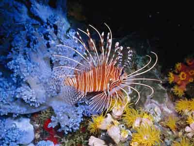 Wow, Ikan Beracun Lionfish Kini Jadi Menu Lezat