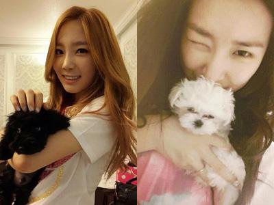 Lucunya Anjing Peliharaan Para Member SNSD